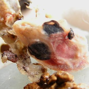 Leopard Gecko Embryo - Deceased
