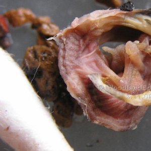 Leopard Gecko Embryo - Deceased