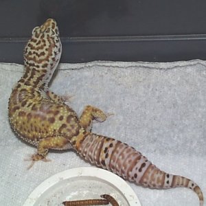 bell female