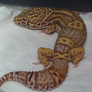 Bell male