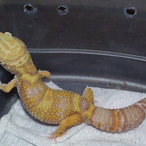rainwater male