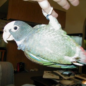 white cap pionus