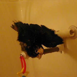 white cap pionus