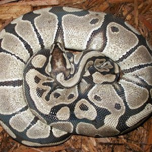 Ball Python Female