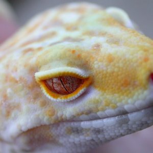 Bell Hybino Eye, Outside no flash