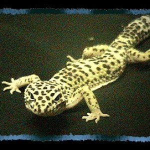 Male Leo