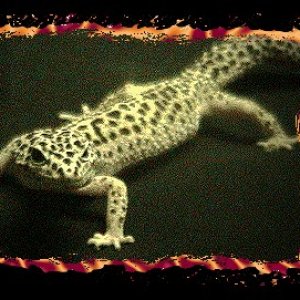 Female Leo