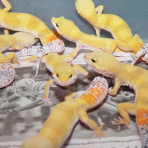 Urban Line Tang Baldies