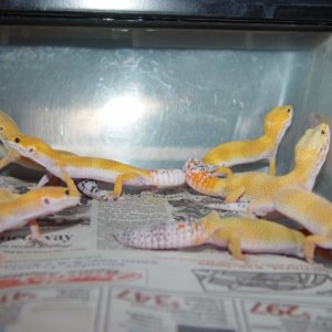 Urban Line Tang Baldies
