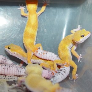 Urban Line Tang Baldies
