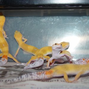 Urban Line Tang Baldies