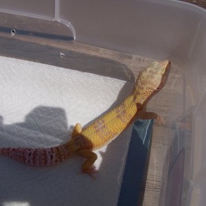 Sam- My Raintwater Sunglow male