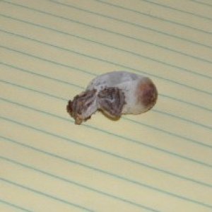 2 headed bearded dragon hatching