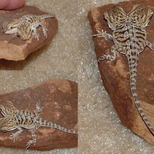 2 headed bearded dragon collage