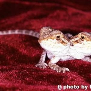2 headed bearded dragon