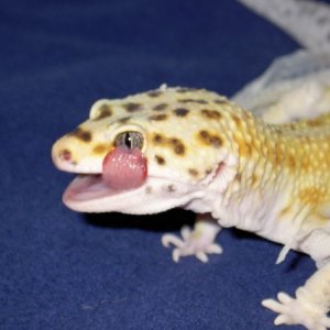 Adonis.licking eye