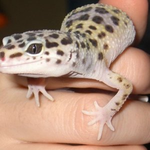 Bubba. (lil rescue)