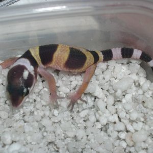 Hypo Tang het Bell