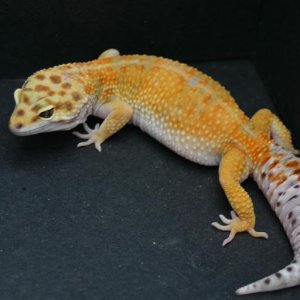 Hypo Tangerine