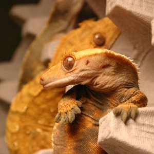 cgrocks