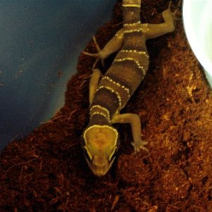 Female C. intermedius