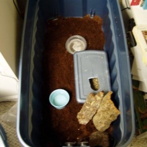 C. intermedius enclosure