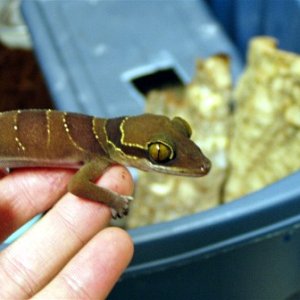C. intermedius male