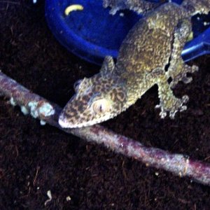 U. henkeli female