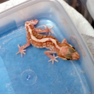 Another pic of the albino striped male