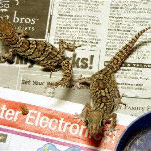 Female pictus