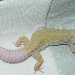 PATM2
