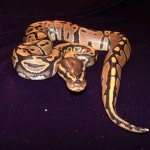 Peach colored baby ball pyton
