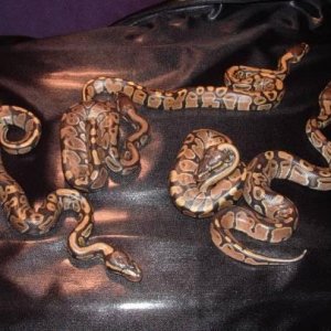 Hatchling ball pythons
