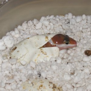 Hypo Tangerine Hatching