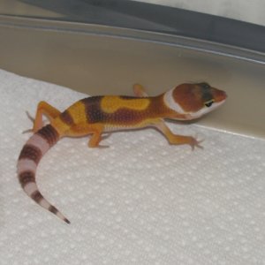 Just Hatched