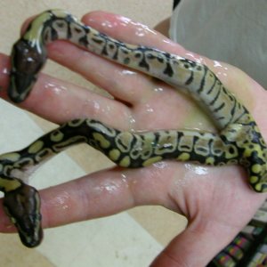 Siamese Ball Pythons