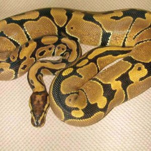 Ball Python