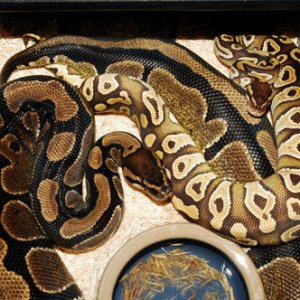 Ball Pythons