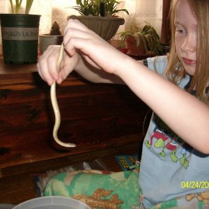 Julia_holing_her_baby_bullsnake