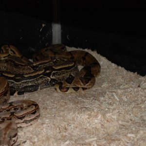 LaceyNSolrs