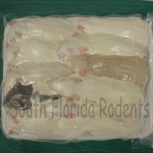 Medium Rats