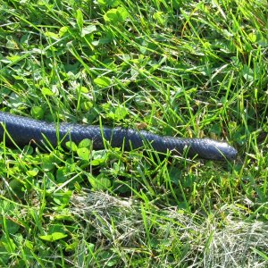 Kami, Black Milksnake outside 5/19/2009