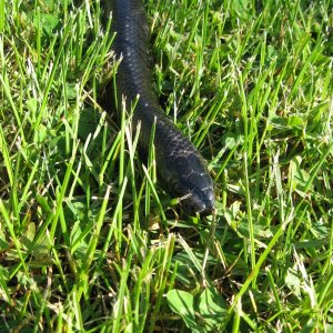 Kami, Black Milksnake outside 5/19/2009