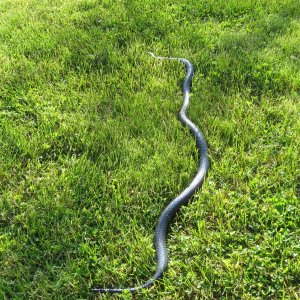 Kami, Black Milksnake outside 5/19/2009