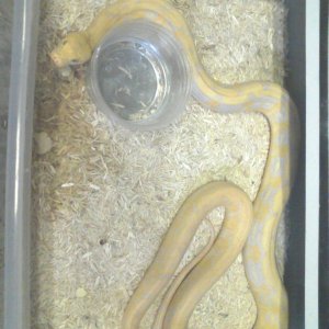 Albino Tiger Retic