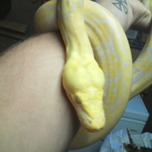 Albino Tiger Retic