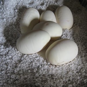 Maia's first clutch