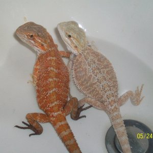 Diff colors.