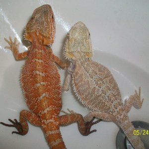 Diff colors.