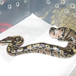 Romeo and Juliets 2009 babies